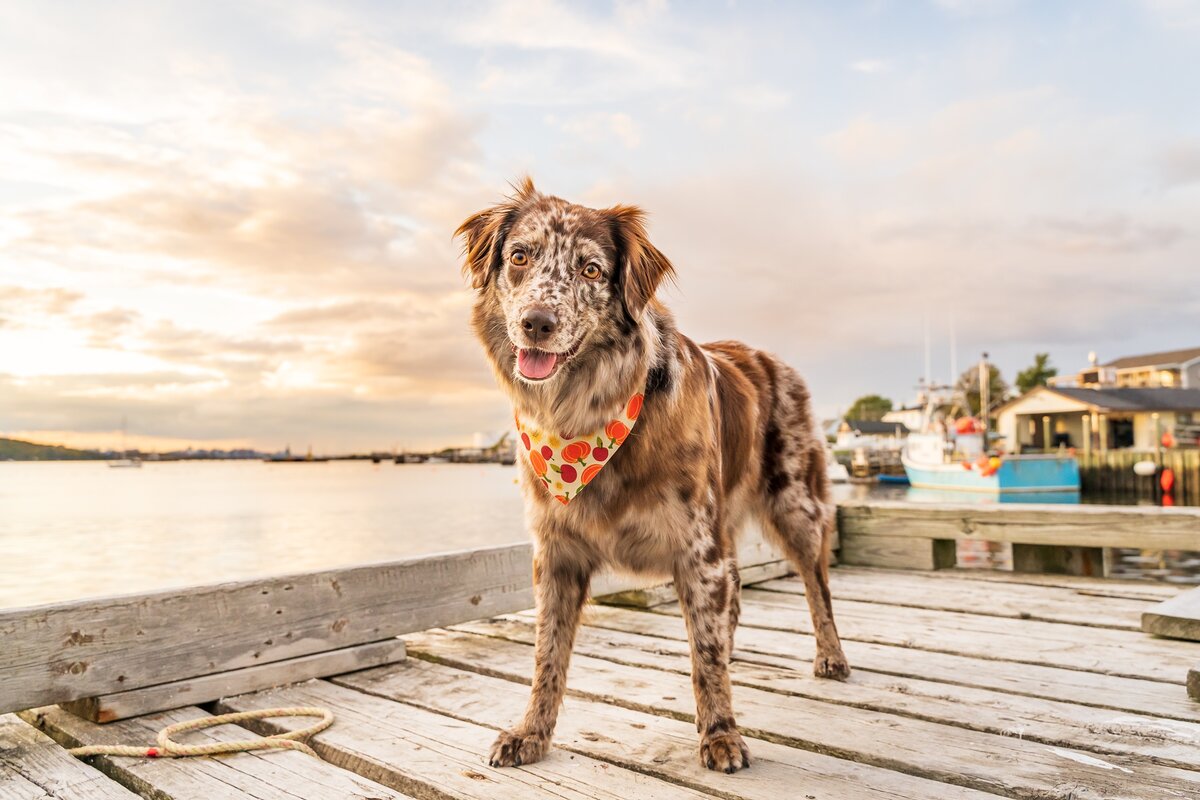 27 лучших фотографий собак 2021 года домашних, собак, животных, Привет, любимца, всего, остается, одного, качественного, видео, почему, подарить, профессиональную, фотосессию, домашнего, навсегда, чтобы, «ухода, сохранить, памяти