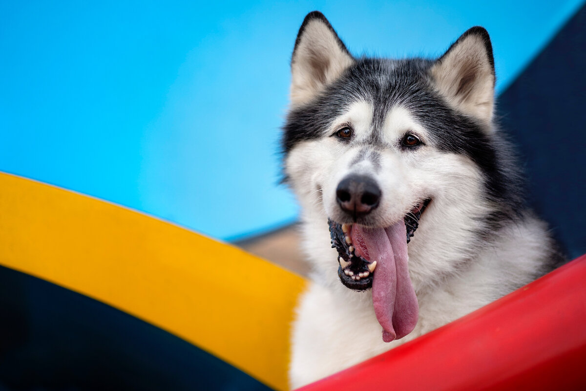 27 лучших фотографий собак 2021 года Собаки