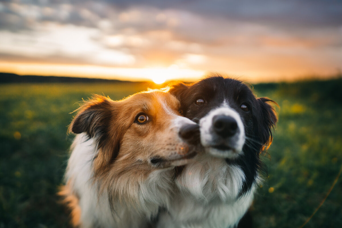 27 лучших фотографий собак 2021 года домашних, собак, животных, Привет, любимца, всего, остается, одного, качественного, видео, почему, подарить, профессиональную, фотосессию, домашнего, навсегда, чтобы, «ухода, сохранить, памяти