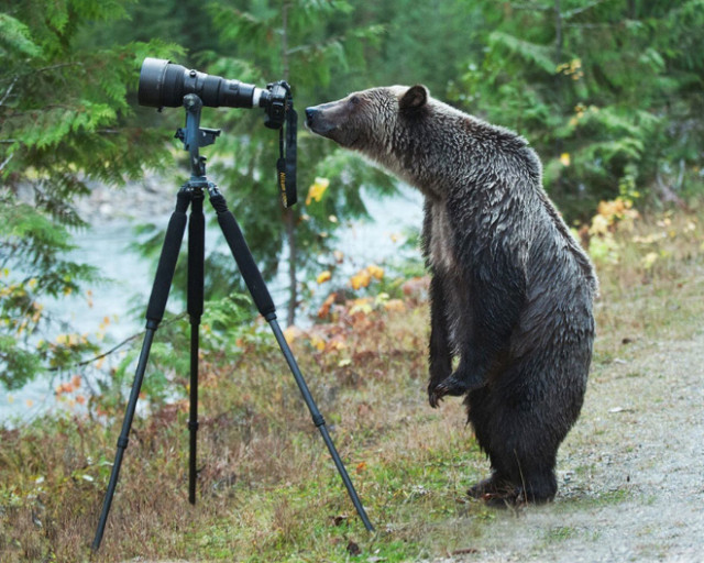 Животные, которые открыли в себе страсть к фотосъёмке (23 фото) животного, фотография, знает, хочет, объектив, видоискатель, заглядывает, фотографию, сделать, фотографом, которое, идеальный, сделанная, природы, дикой, снимок, камеры