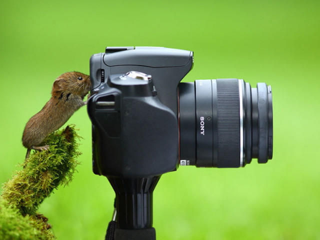 Животные, которые открыли в себе страсть к фотосъёмке (23 фото) животного, фотография, знает, хочет, объектив, видоискатель, заглядывает, фотографию, сделать, фотографом, которое, идеальный, сделанная, природы, дикой, снимок, камеры