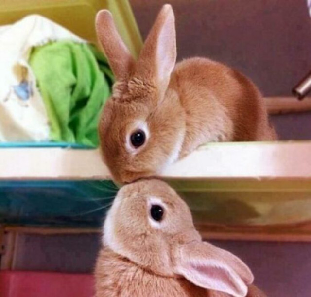 Самый позитивный пост с милыми кроликами (35 фото)