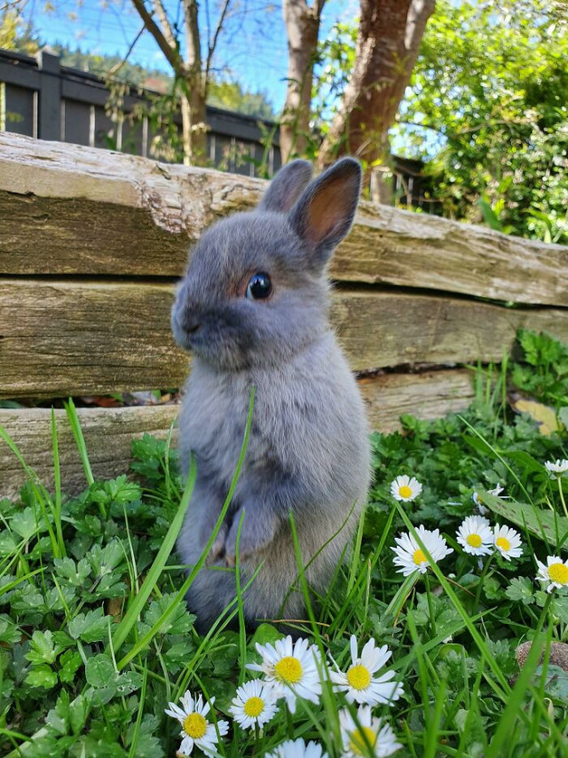 Самый позитивный пост с милыми кроликами  Грызуны