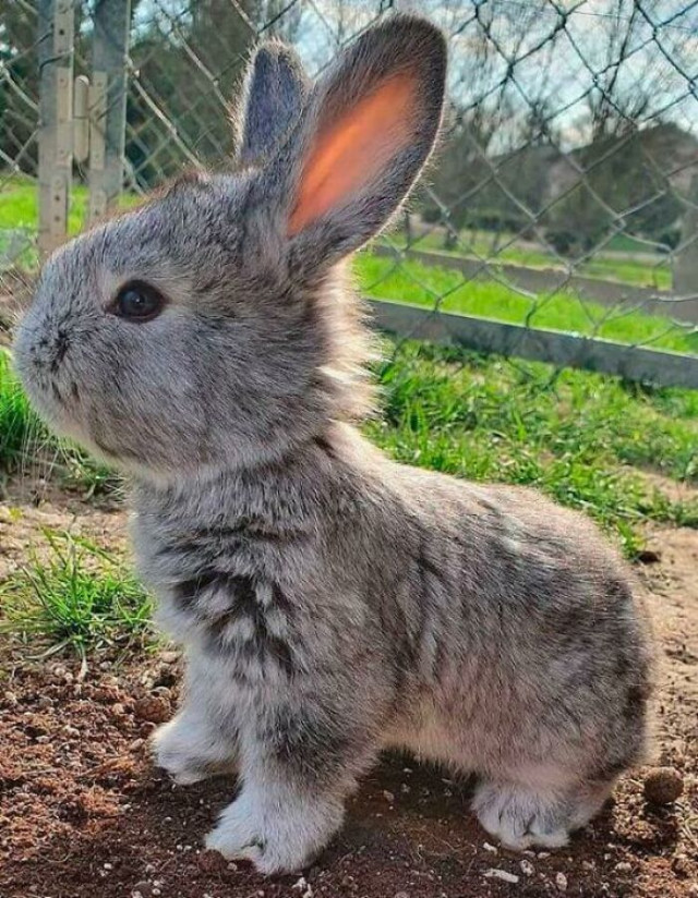 Самый позитивный пост с милыми кроликами (35 фото)