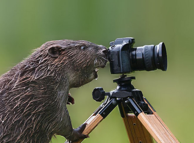 Животные, которые открыли в себе страсть к фотосъёмке (23 фото)