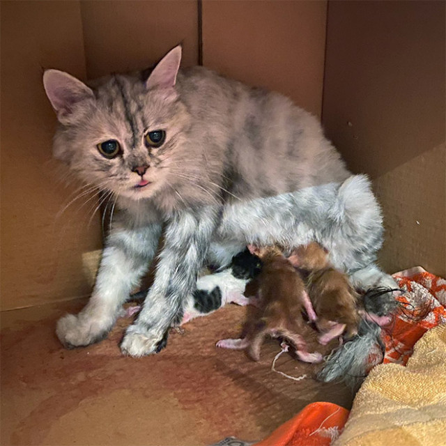 Кошки, которые выглядят не очень готовыми к материнству (24 фото)