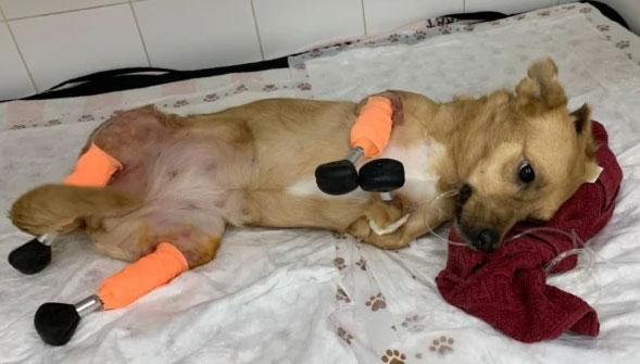 Сибирские врачи первыми в мире смогли поставить на титановые лапы неходячую собаку (2 фото)