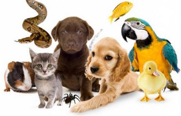 30 ноября – Всемирный день домашних животных животных, животным, домашних, Международный, домашним, своему, ктото, Ктото, другу, ответе, человечеству, напоминает, лишний, водоплавающему, четвероногому, Уделять, пернатому, внимания, максимум, уделяет