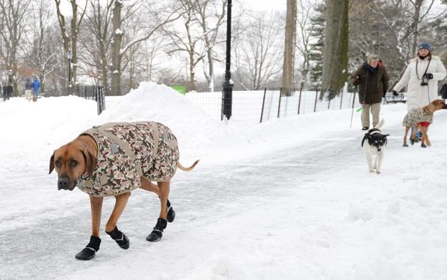 7 советов для зимней прогулки с собакой 5 дней назад