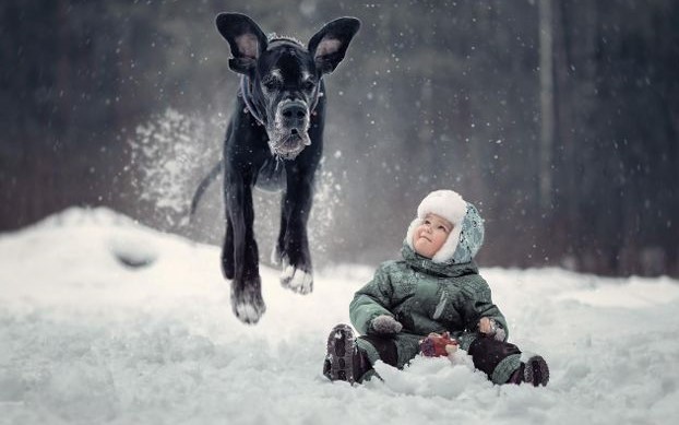 7 советов для зимней прогулки с собакой 5 дней назад следует, зимой, важно, небольшим, прогулки, всего, реагентами, холода, питомца, активная, разрешайте, собаке, снегу, долго, лежать, летом, пусть, подбегает, поиграет, Здесь