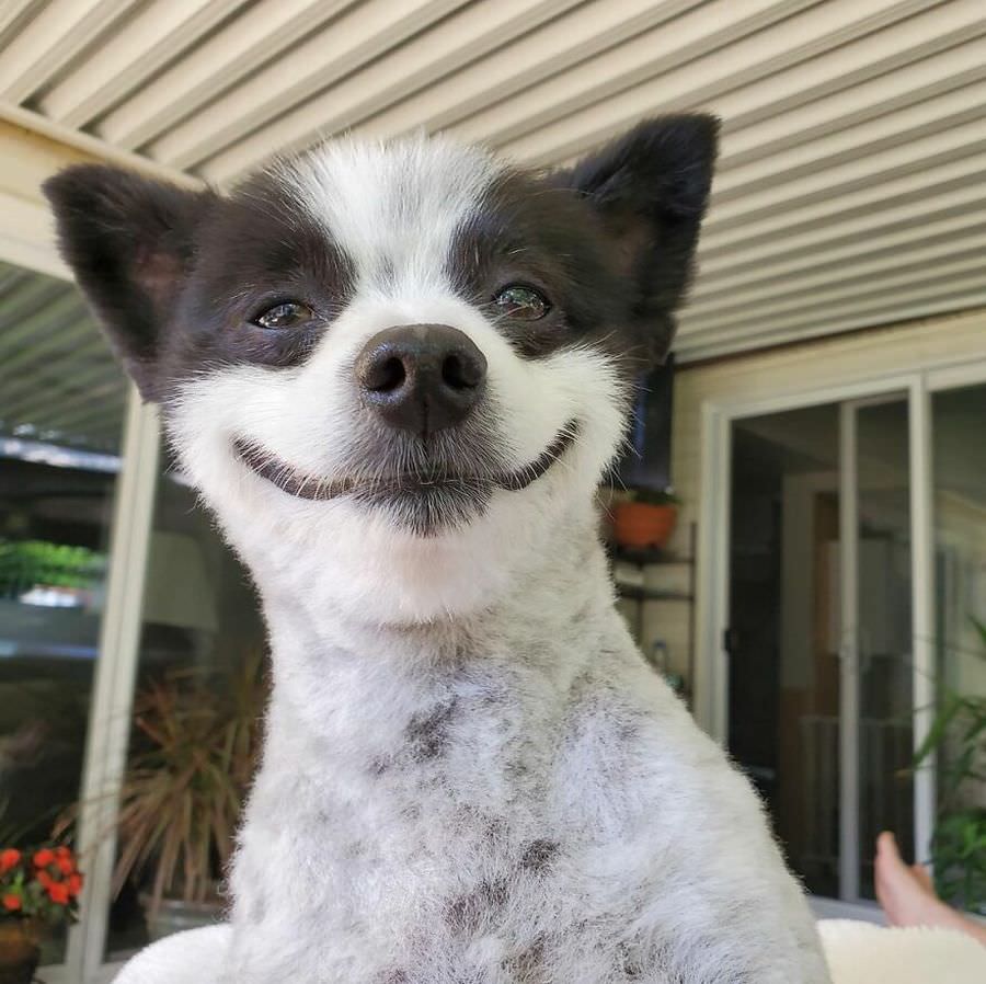 Познакомьтесь с Шеви, 9-летней померанской собакой -улыбакой (13 фото)