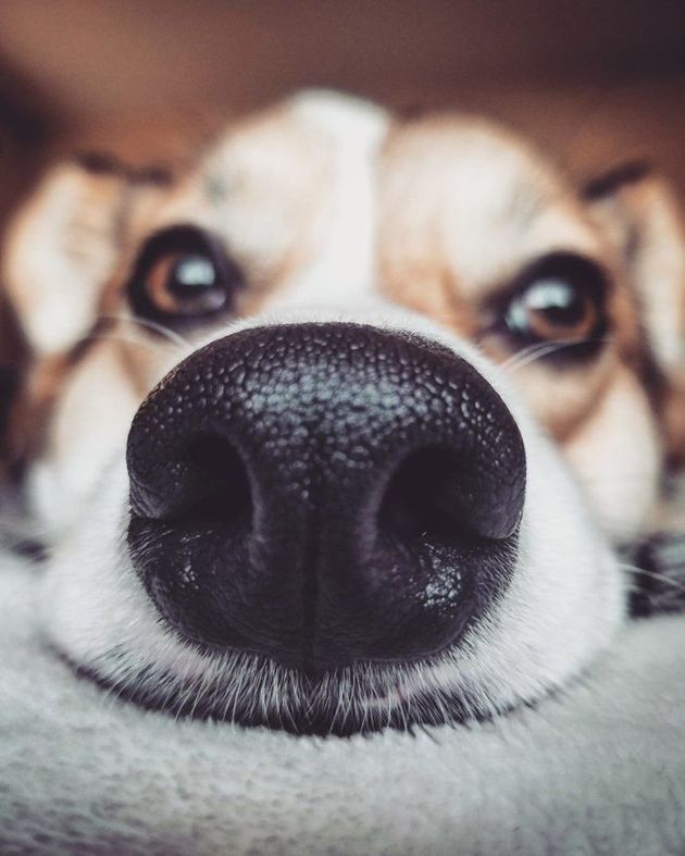 4 малоизвестных факта о собаках, которые нужно знать каждому владельцу Собаки