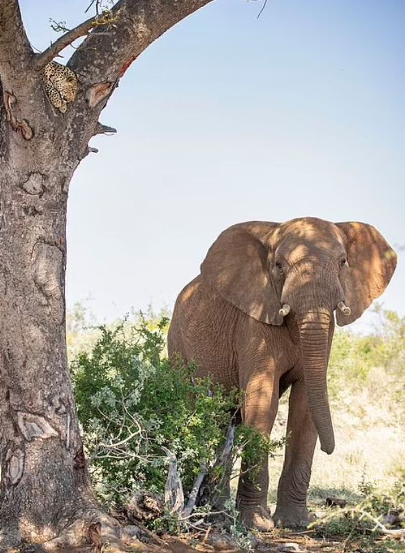 Разъяренный слон решил защитить стадо и загнал леопарда на дерево чтобы, дикой, слона, ветвей, животные, фотограф, нападают, звуки, защитить, хищников, стада, дерево, разъяренного, леопарды, леопарда, пришлось, природе, дерева, удается, Слонам