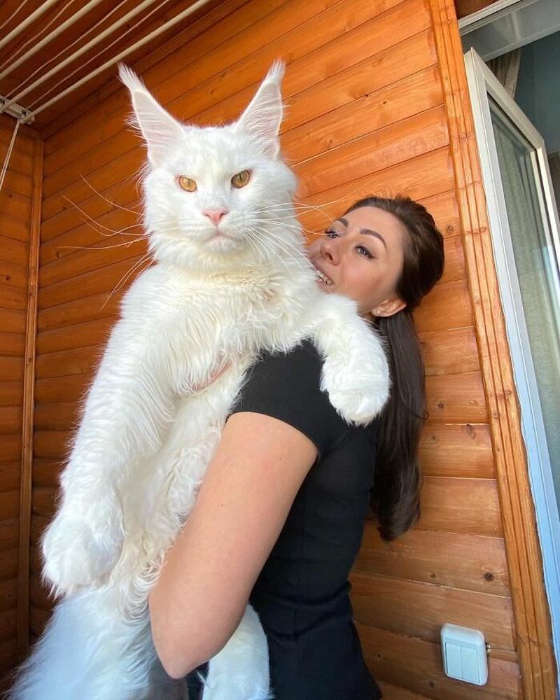 Знакомьтесь,кот - Кефир,прославившийся благодаря своим огромным размерам 