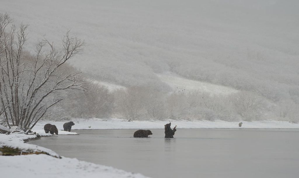 Бессонные медведи (9 фото) спешат, января, залегать, Считается, Рыбачат, ледяной, вполне, довольные, жизнью, Снимки, сделаны, Кроноцком, заповеднике, ЮжноКамчатском, заказнике, федеральном, обильное, посчастливилось, провести, несколько