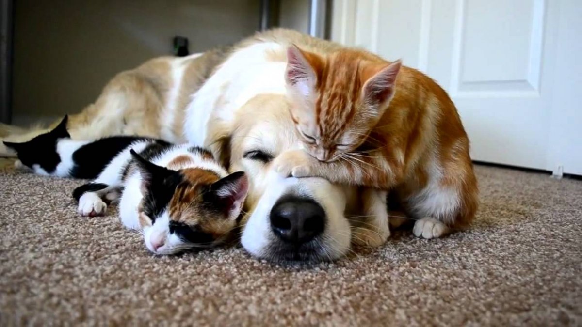 Кот и две собаки