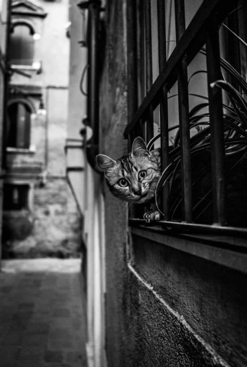 Кошки Венеции 