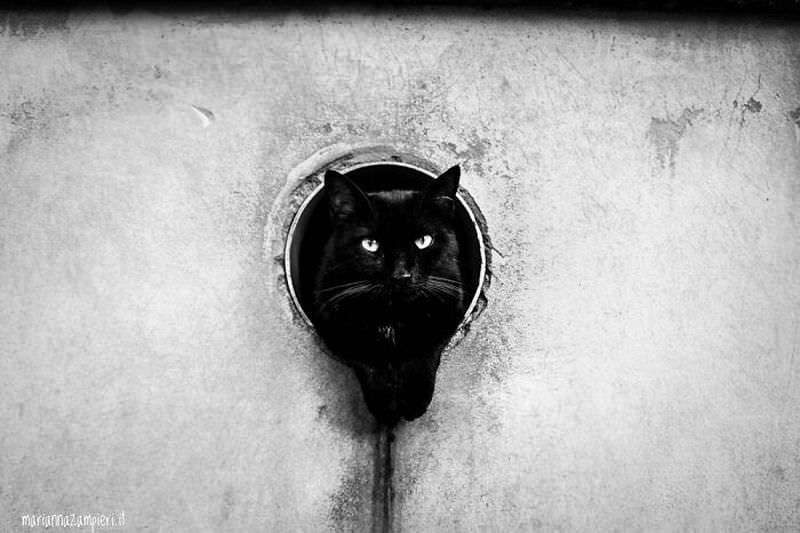 Кошки Венеции (20 фото)