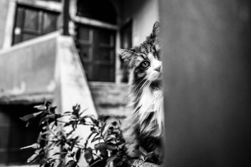 Кошки Венеции (20 фото) кошек, Италии, найти, Венеции, сделала, пытаюсь, Обычно, спрашивают, вообще, легко, Поэтому, вопросы, ответить, кошке, фотографируя, буквально, угодно, иногда, должны, которую