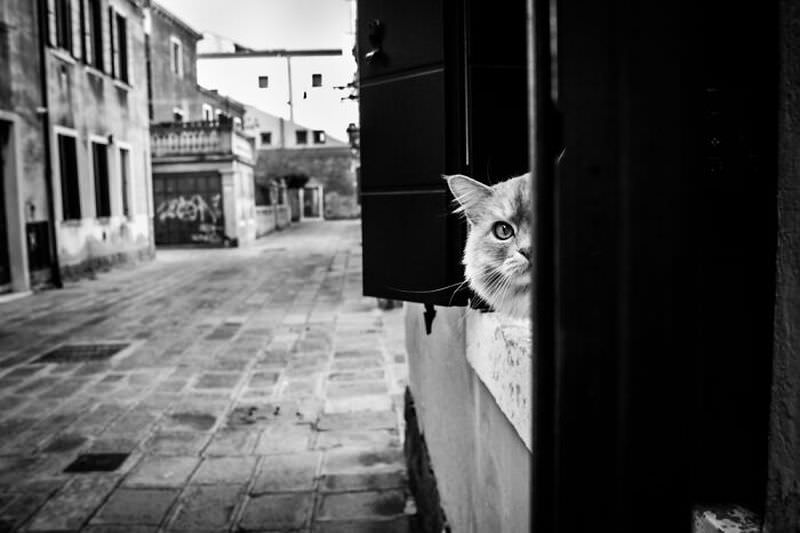 Кошки Венеции (20 фото)