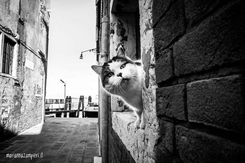 Кошки Венеции  Кошки