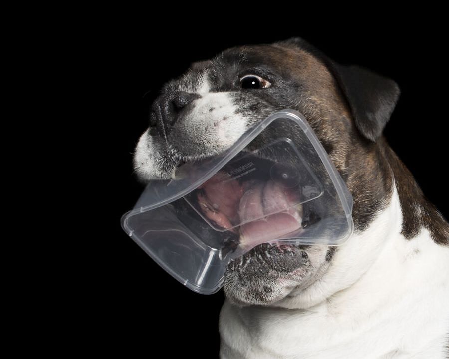 Фотографии собаки-боксера с любимыми вещами (13 фото) Чтобы, челюстях, буквально, подберет, покажете, сделает, возможное, чтобы, нежно, удерживать, предмет, своих, Потом, зубах, будет, сидеть, иногда, часами, будто, самый