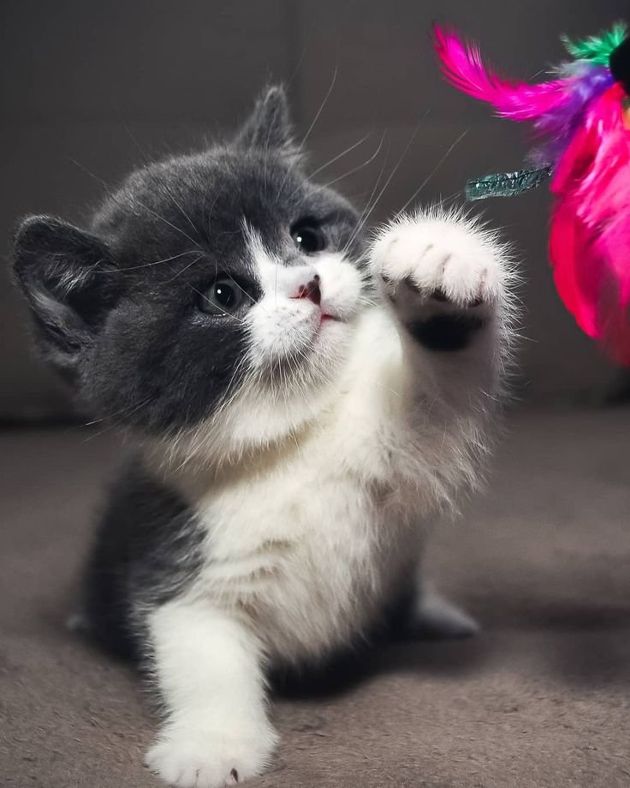 Маленькие клубочки счастья  Кошки