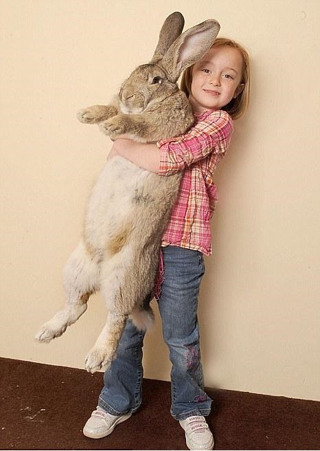 Самый большой кролик в мире (2 фото)