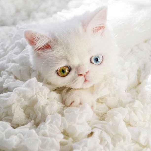 Познакомьтесь с чудо - чудным  Пам Пам (11 фото) глаза, гетерохромия, может, желательной, некоторых, пород, кошек, таких, турецкая, ангора, является, котёнок, мутацией, чертой, которую, стараются, поддерживать, селекционеры, Унаследованная, безвредна