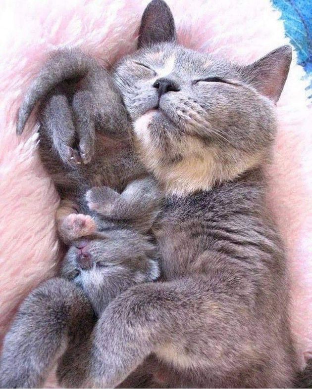 Миленькие лапуськи,которые сладко спят в объятиях своих мамочек 