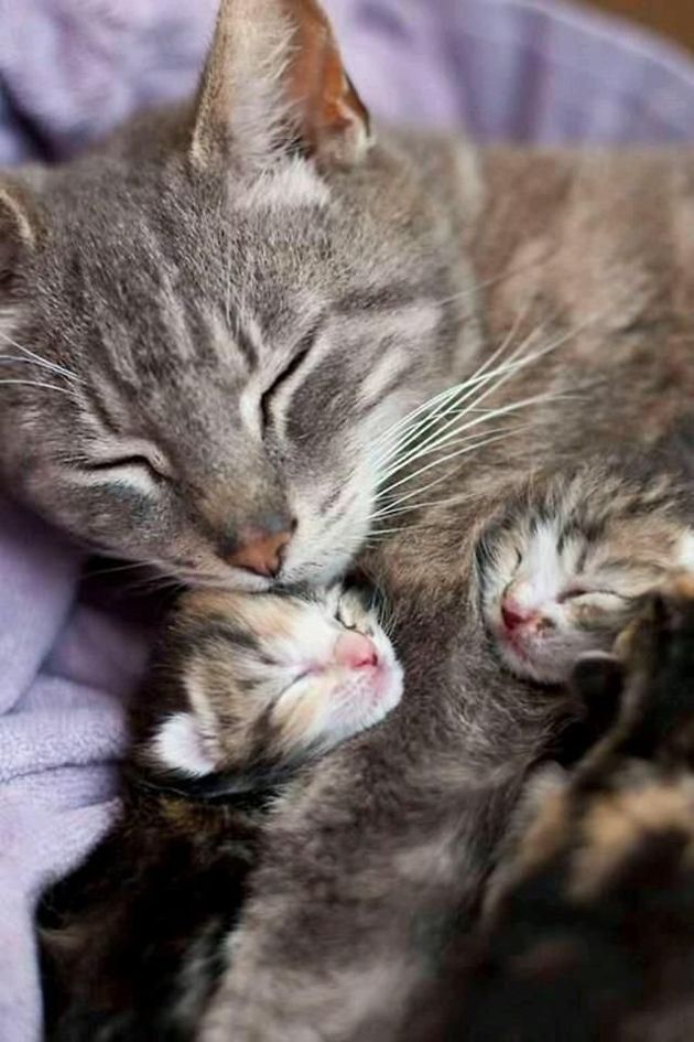 Миленькие лапуськи,которые сладко спят в объятиях своих мамочек  Кошки