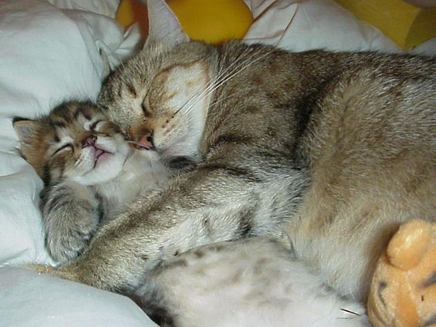 Миленькие лапуськи,которые сладко спят в объятиях своих мамочек (10 фото) котята, своими, росли, здоровыми, сильными, необходим, хороший, Поэтому, любят, спать, Кошки, Чтобы, мамами, кошки, обнявшись, прижавшись, другу, сладко, отдыхают, забот