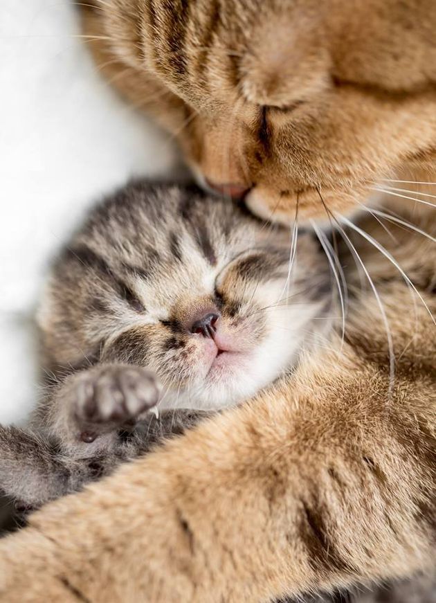 Миленькие лапуськи,которые сладко спят в объятиях своих мамочек  Кошки