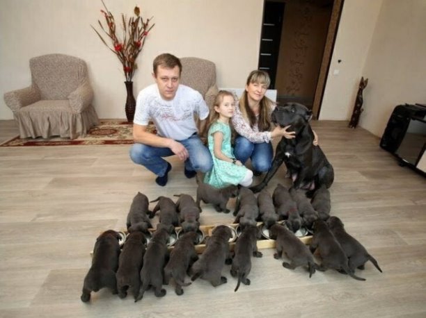 Собаки и кошки в одной замечательной подборке (30 фото) Доброе, вселит, будет, пусть, просто, чудеса, поверить, поможет, вдохновит, Пусть, воздух, зимний, свежий, счастья, ароматом, пахнет, сегодняшний, прекрасный