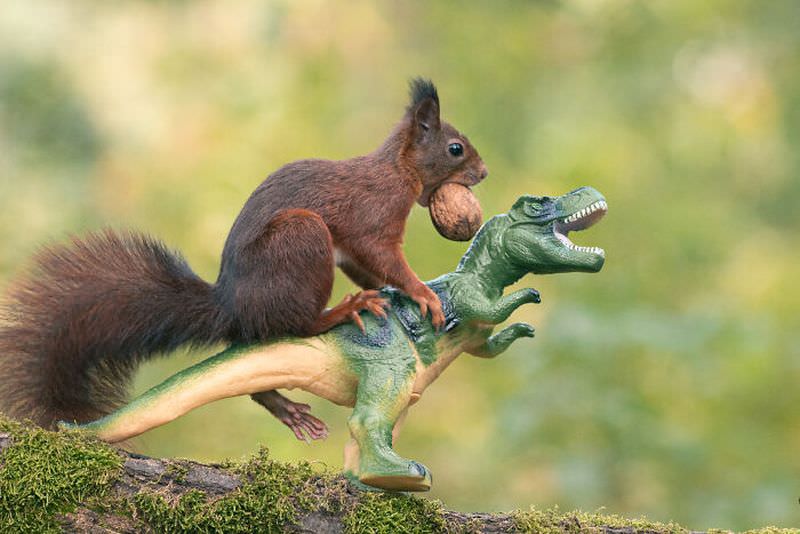 Игры рыжих белок с игрушечными динозаврами:) (10 фото)
