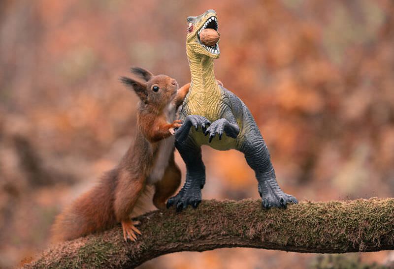 Игры рыжих белок с игрушечными динозаврами:)  Грызуны