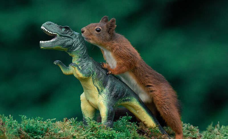 Игры рыжих белок с игрушечными динозаврами:)  Грызуны
