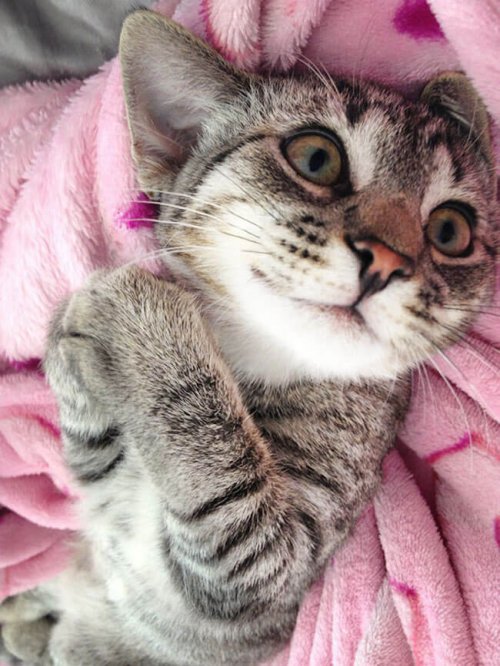 Очаровательные котейки, которые вызовут вашу улыбку  Кошки