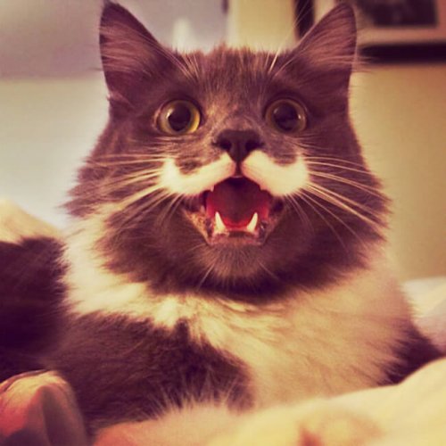 Очаровательные котейки, которые вызовут вашу улыбку  Кошки
