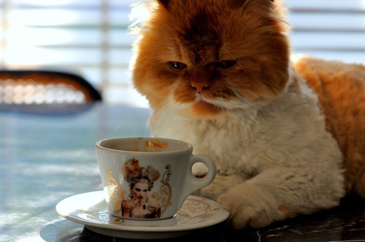 Котенок пьет кофе