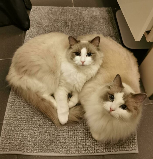 Два котика всегда лучше, чем один  Кошки