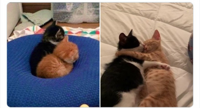 Два котика всегда лучше, чем один  Кошки
