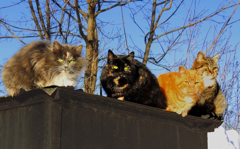 Весенние котики — вот настоящий признак весны!  Кошки