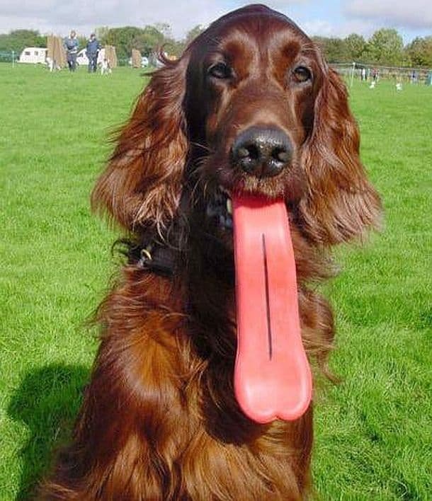 Забавные собаки, которые держат что-то в зубах (20 фото)