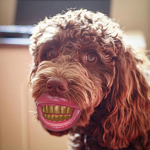 Забавные собаки, которые держат что-то в зубах (20 фото) Интересные, фотографии, пёсикамина, которых, можно, увидеть, собаки, держат, чтото, зубах, немного, забавно