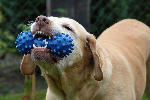 Забавные собаки, которые держат что-то в зубах  Собаки