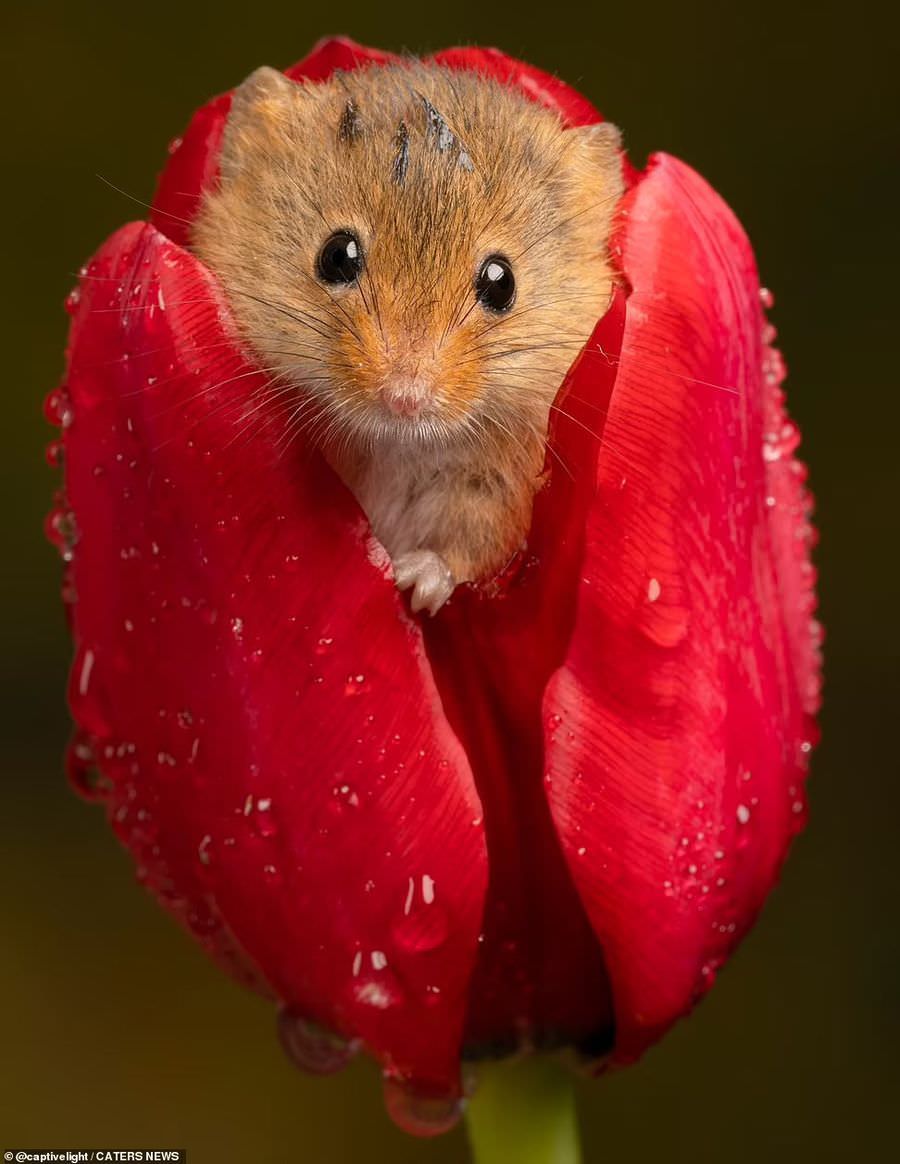 Талантливый фотограф мышей и тюльпанов  Грызуны