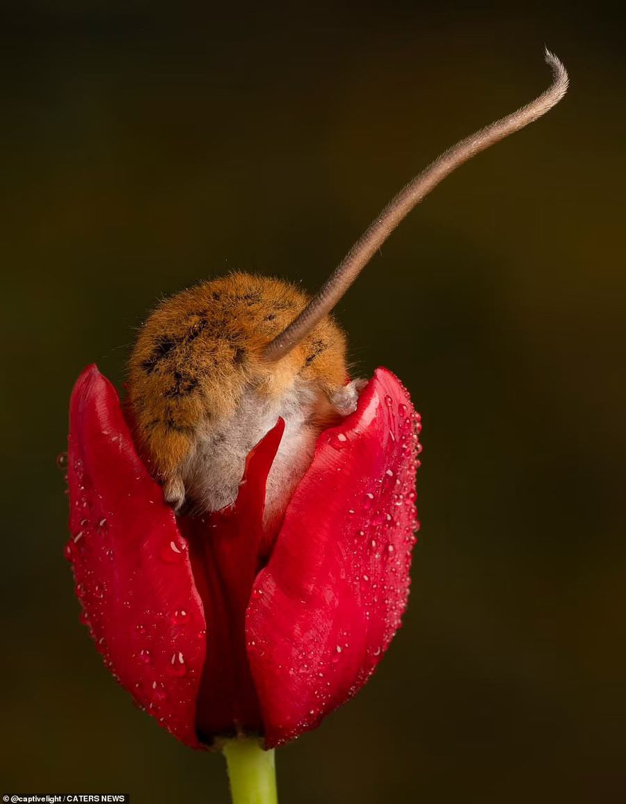 Талантливый фотограф мышей и тюльпанов  Грызуны
