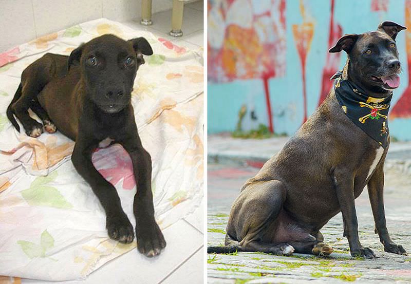 17 невероятных. Бездомные животные до и после фото. Фото животных поле окрашивания.