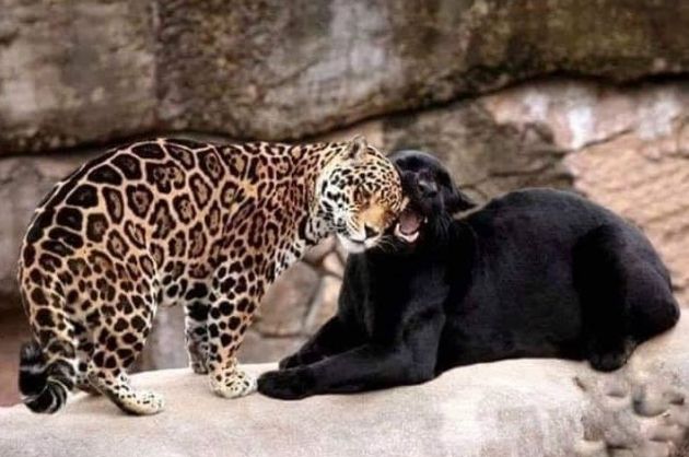 Самая красивая пара влюбленных леопардов - Клео и Сайя (5 фото) кошек, чёрной, Кабини, сделать, лесных, Индии, теперь, момента, имени, красотой, несколько, заповедника, Клеопатра, диких, фотограф, животных, леопарда, Митхун, пантеры, кошки